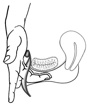 Line drawing for Find the G Spot and Make Her Scream
